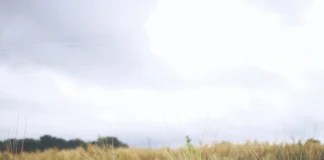 Suzbijanje korova i agrotehnika ratarskih usjeva