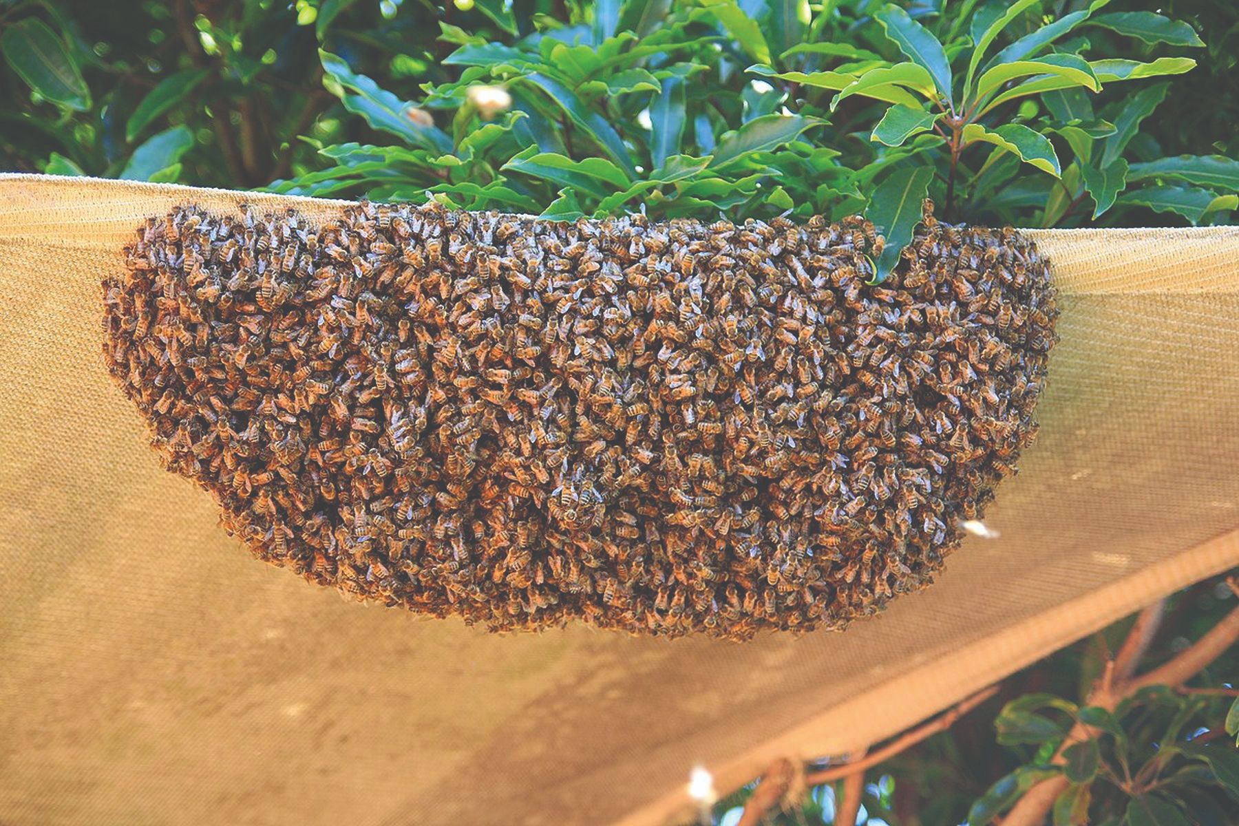Što je rojevni nagon pčelinje zajednice?