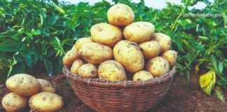 uzgoj krumpira u povrtnjacima