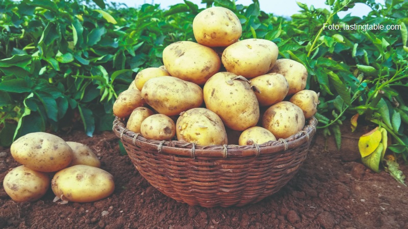uzgoj krumpira u povrtnjacima
