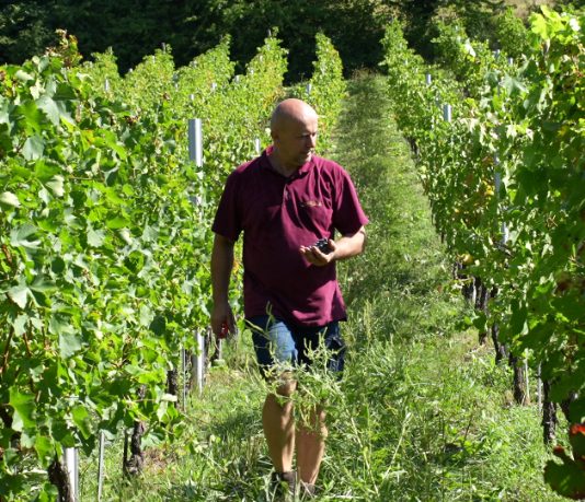 Klimatske promjene stigle na Plešivicu: portugizac ubran gotovo mjesec dana ranije