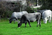 istarsko govedo boškarin