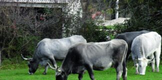 istarsko govedo boškarin