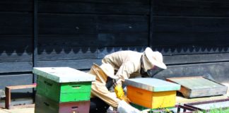 predviđanje pogodnih područja za ispašu pčela