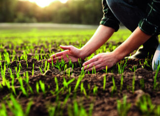 Zašto ratari i dalje siju pšenicu, iako su nezadovoljni otkupnim cijenama?
