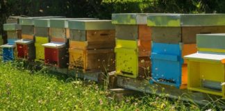stanište pčela bioraznolikost