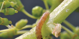 Novi insekticid DELEGATE 250 WG – voćarima nudi kvalitetnu zaštitu uz iznimno kratku karencu!