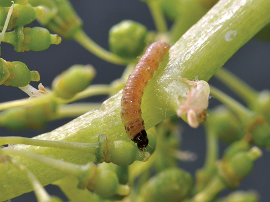 Novi insekticid DELEGATE 250 WG – voćarima nudi kvalitetnu zaštitu uz iznimno kratku karencu!