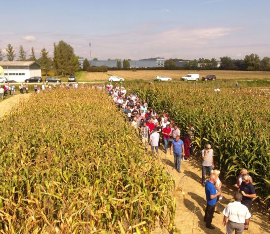 dan polja bc hibrida kukuruza