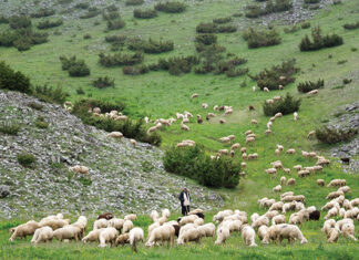 Prilog broja: Odabir i uzgoj ovaca i koza u Hrvatskoj