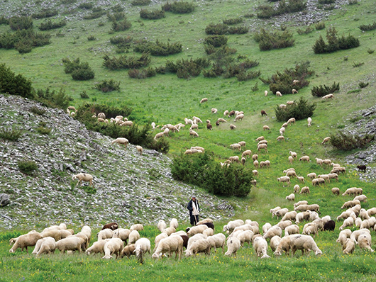 Prilog broja: Odabir i uzgoj ovaca i koza u Hrvatskoj