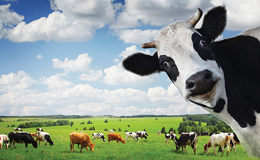 Održivost mliječnih farmi – tov kao opcija