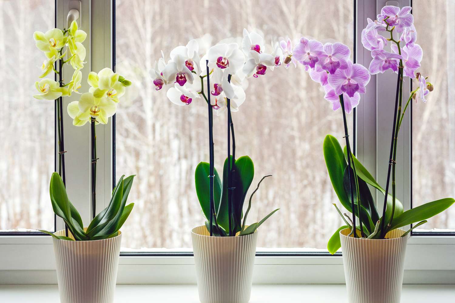 Orhideje – uzgojene u kući