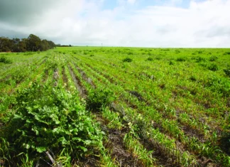 Otpornost korova na herbicide