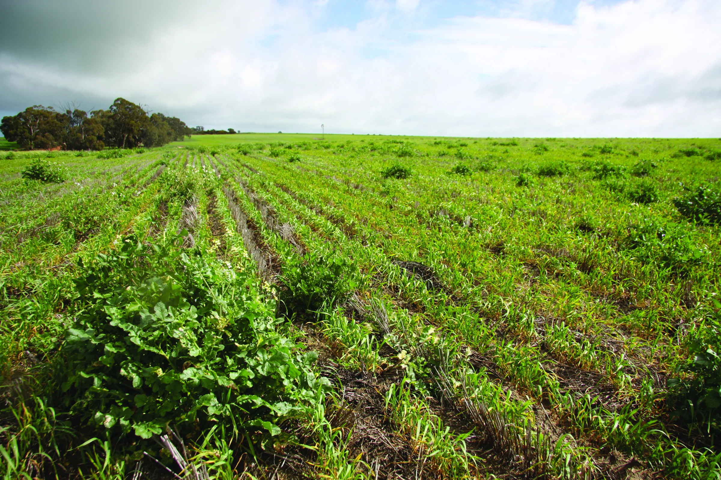 Otpornost korova na herbicide