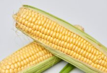 genetski modificirani kukuruz