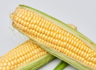 genetski modificirani kukuruz