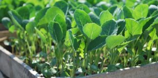 AgroChem MAKS hrvatskim povrćarima osigurava nove napredne hibride povrća