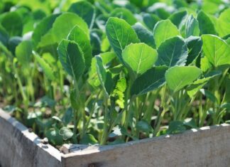 AgroChem MAKS hrvatskim povrćarima osigurava nove napredne hibride povrća
