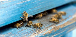 Pravilnik o provedbi intervencija u sektoru pčelarstva