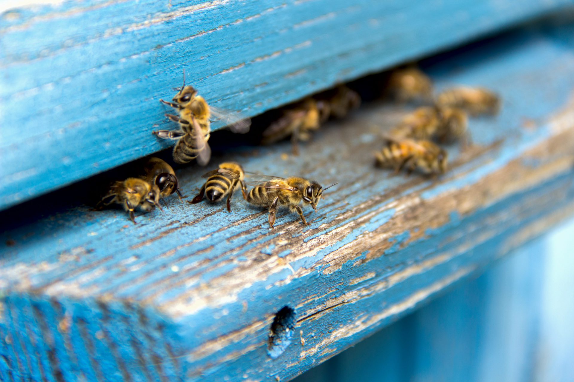 Pravilnik o provedbi intervencija u sektoru pčelarstva