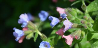 Biljem protiv dišnih tegoba