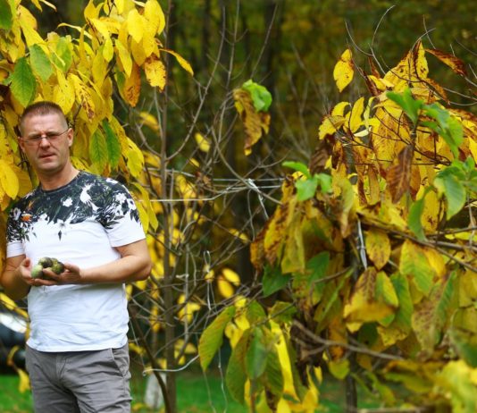 ivan šulog exotic king dulum zemlje egzotično voće