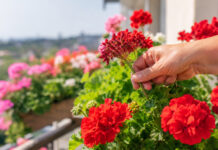 Jedan jednostavan potez produljit će cvatnju pelargonija sve do jeseni