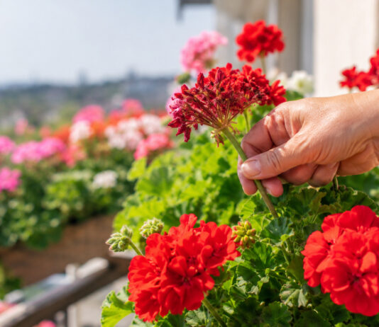 Jedan jednostavan potez produljit će cvatnju pelargonija sve do jeseni