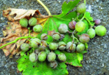 otpornost pepelnice vinove loze na fungicide