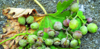 otpornost pepelnice vinove loze na fungicide