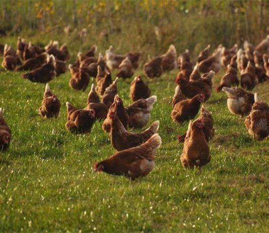 dokazana kvaliteta za meso peradi