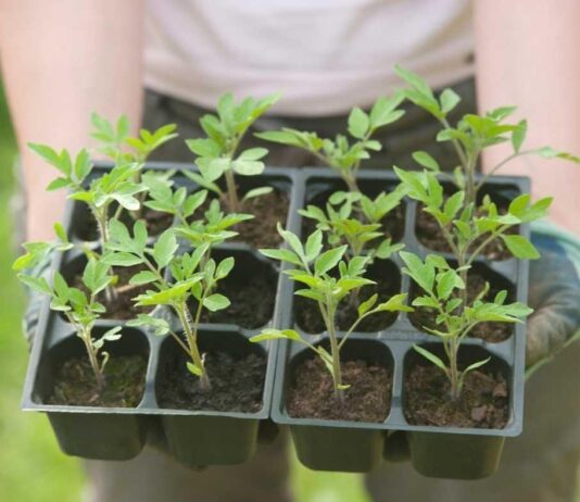 Agroekonomika – Isplativost proizvodnje presadnica povrća Agroekonomika - Isplativost proizvodnje presadnica povrća