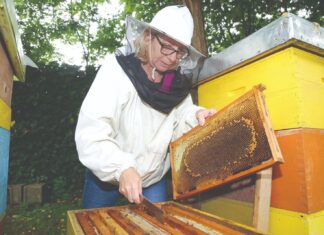 Milijun kuna potpore međimurskim pčelarima