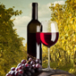 Potpore za vinograde i vinarije - od sadnice do butelje
