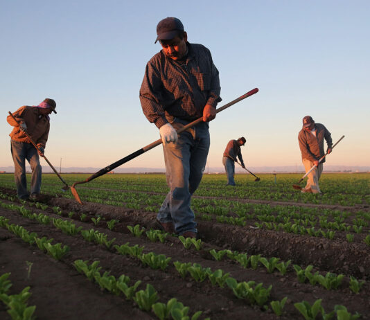 Povećane kvote dozvola za zapošljavanje stranaca u poljoprivredi za 2019. godinu