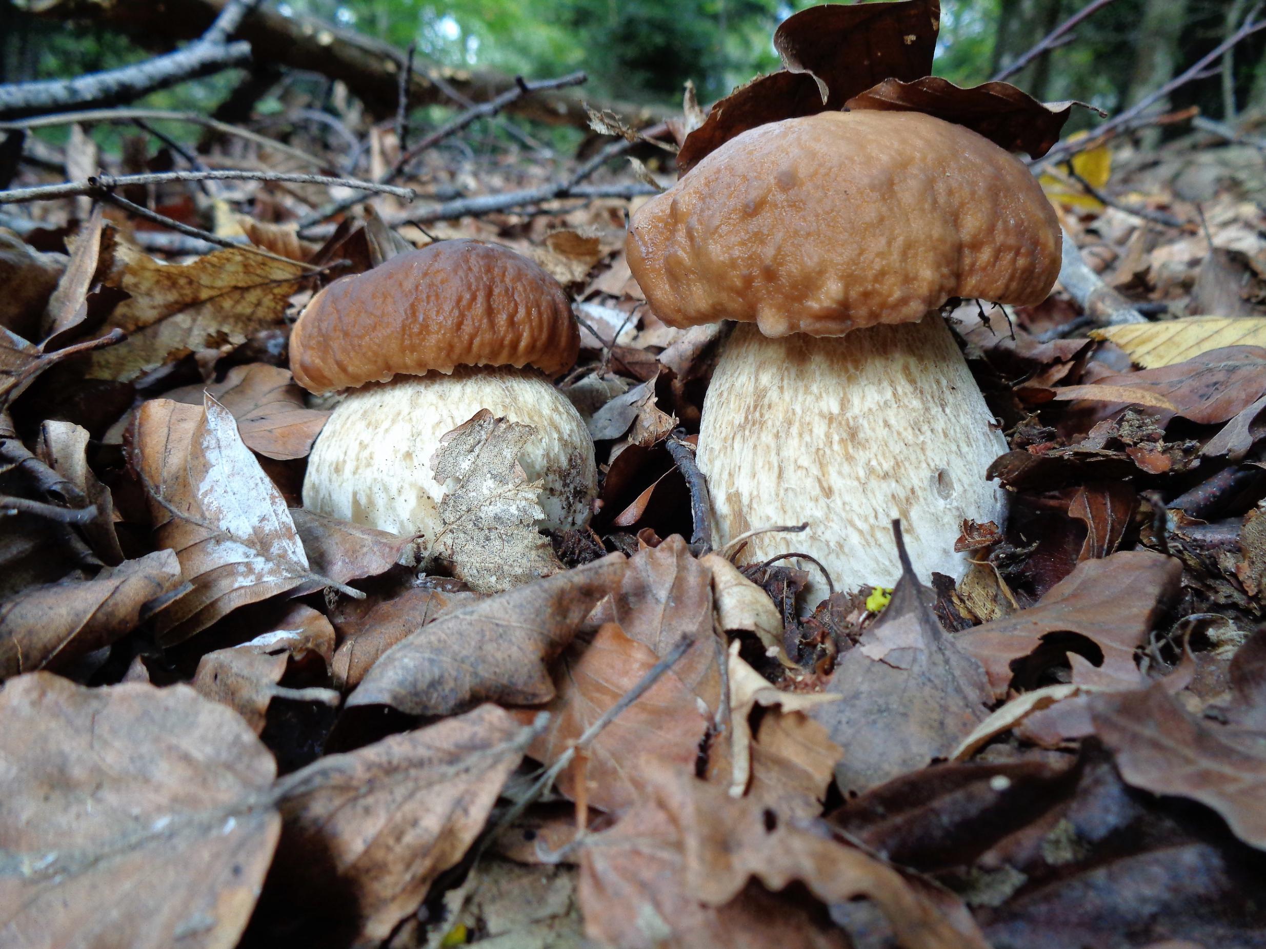 Pravi vrganj (Boletus edulis) u šumi