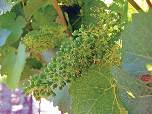 Prihrana vinove loze nakon cvatnje