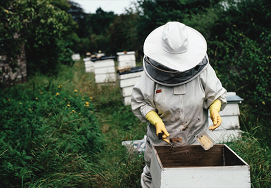 Priprema pčelinjaka za zimu i zimske pčele