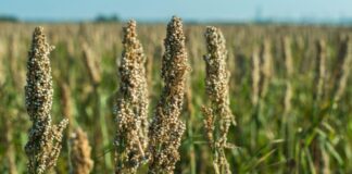 Isplativost proizvodnje krmnog sirka u 2012.