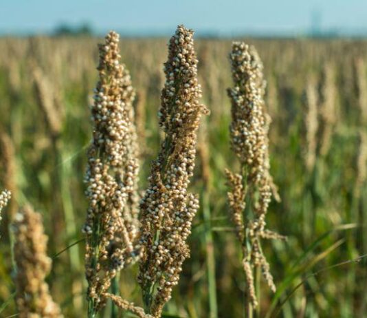 Isplativost proizvodnje krmnog sirka u 2012.