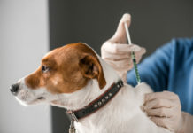 cijepljenje psa rok za cijepljenje