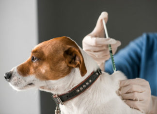 cijepljenje psa rok za cijepljenje
