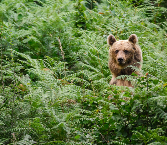 Potpora za očuvanje staništa velikih zvijeri i zaštitu domaćih životinja očuvanje staništa velikih zvijeri