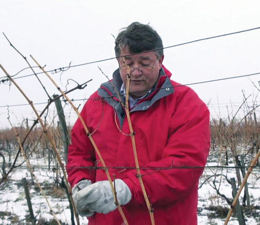 Rezidba vinove loze