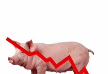 Zaustavljen pad otkupnih cijena svinjskih trupova