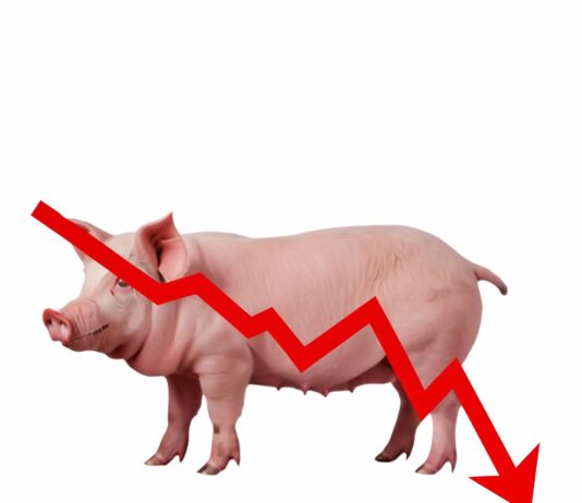 Zaustavljen pad otkupnih cijena svinjskih trupova
