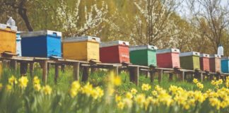 Pravilnik o provedbi intervencija u sektoru pčelarstva promjene u sektoru pčelarstva