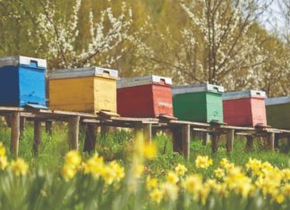 Pravilnik o provedbi intervencija u sektoru pčelarstva promjene u sektoru pčelarstva