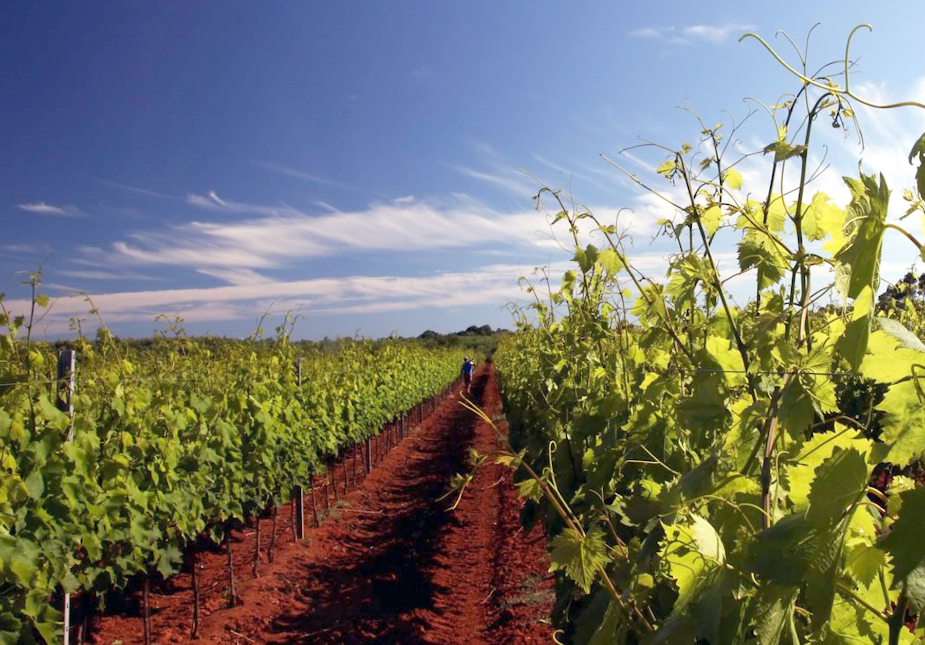 ekološka zaštita vinograda andermatt bioinput